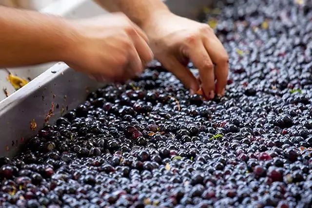 葡萄酒界的新寵 無醇葡萄酒